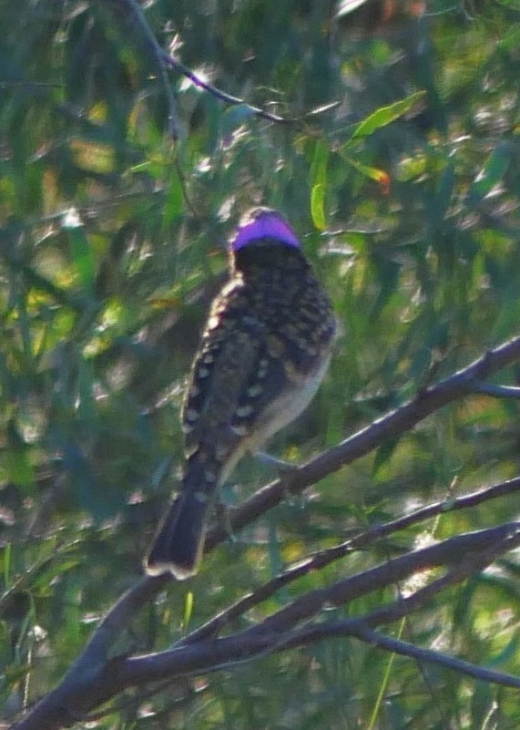 Spotted Bowerbird - ML642792868