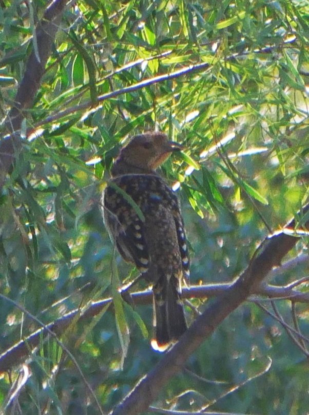Spotted Bowerbird - ML642792870