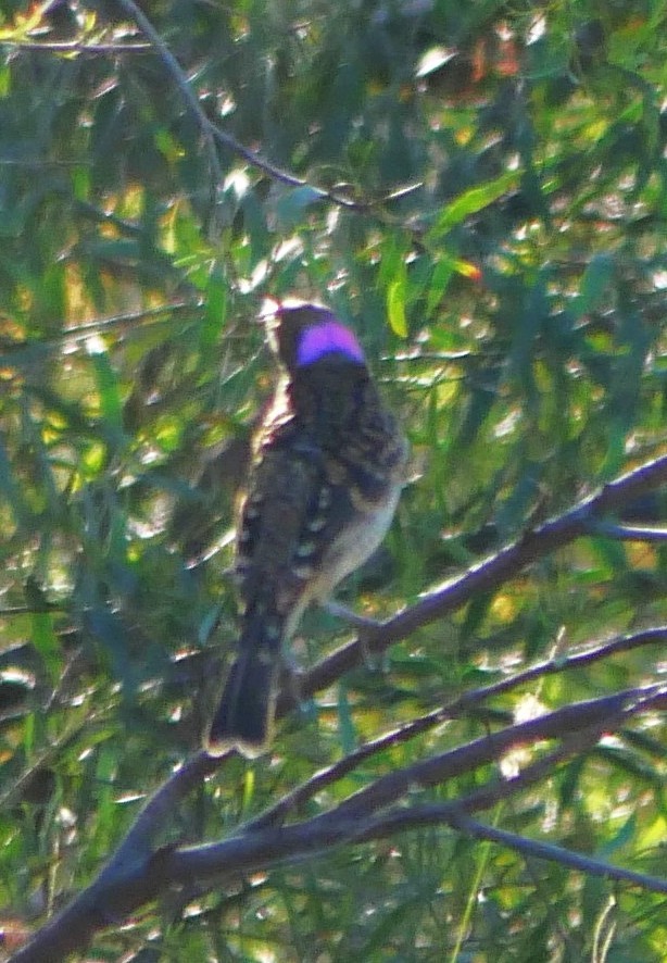 Spotted Bowerbird - ML642792871