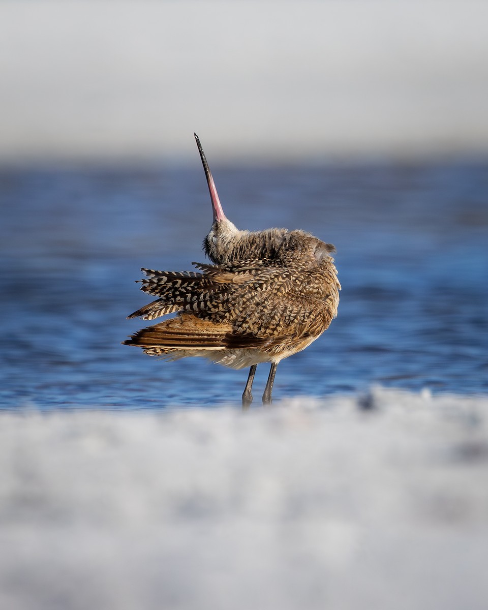 Marbled Godwit - ML642792873