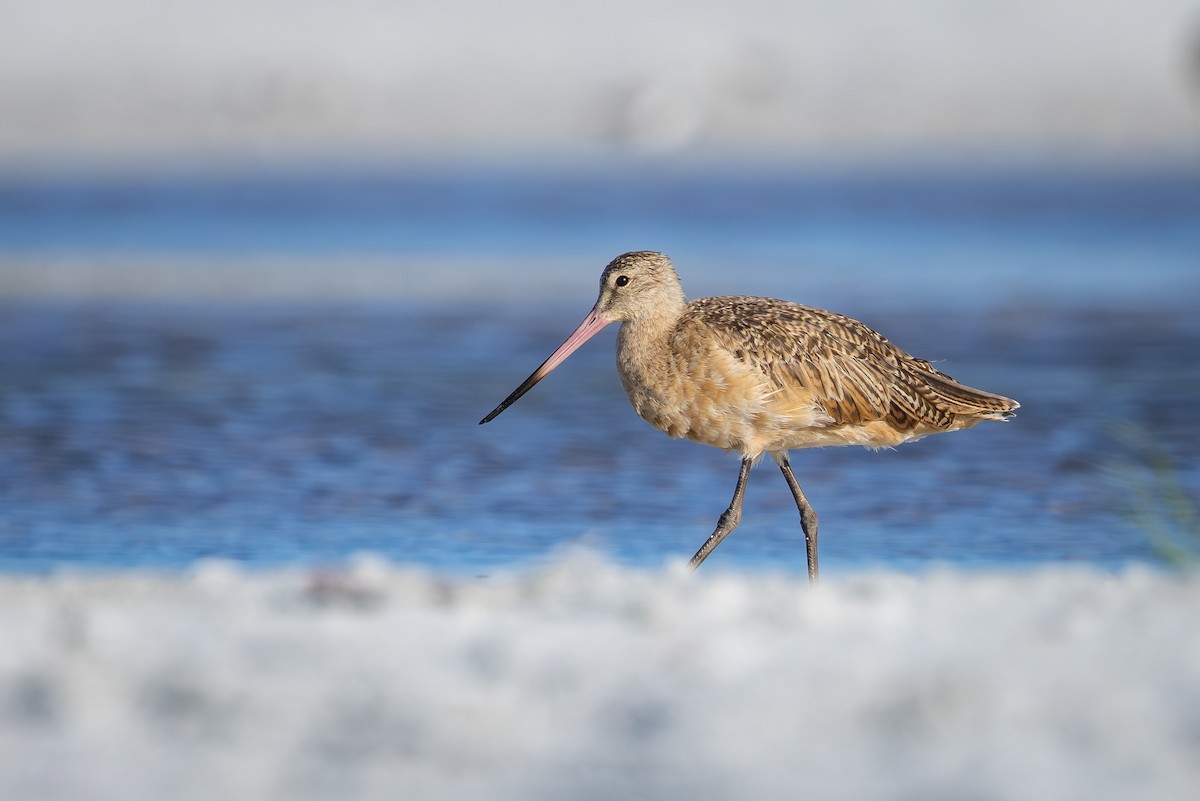 Marbled Godwit - ML642792876
