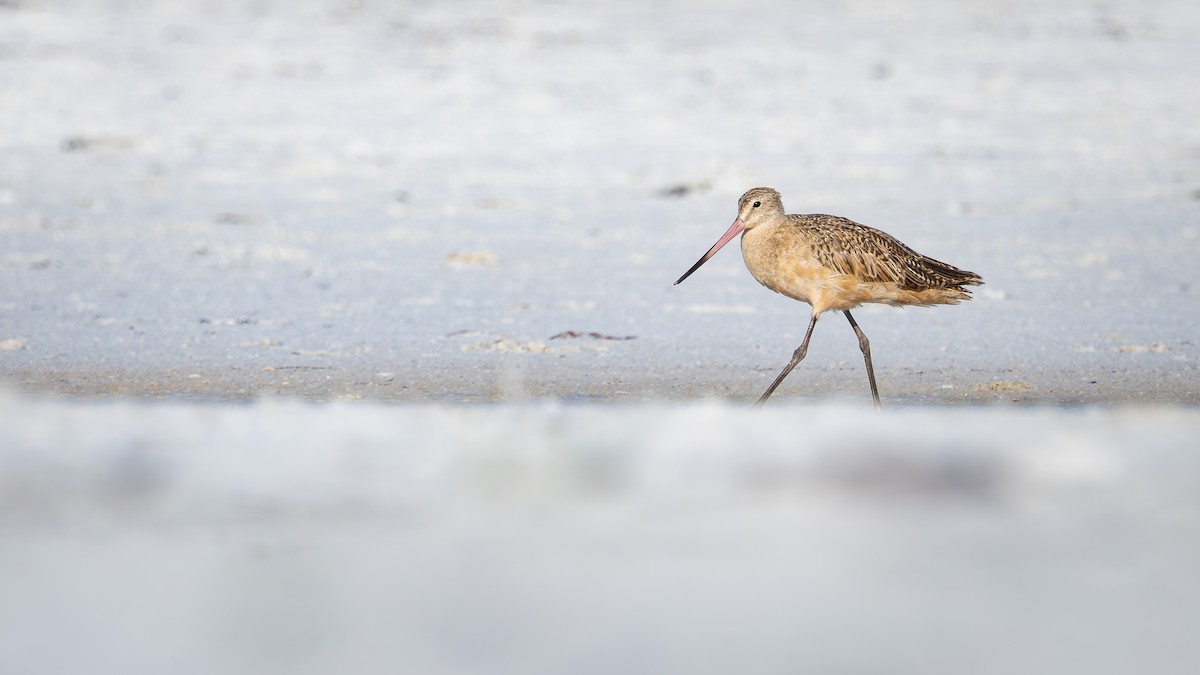 Marbled Godwit - ML642792877