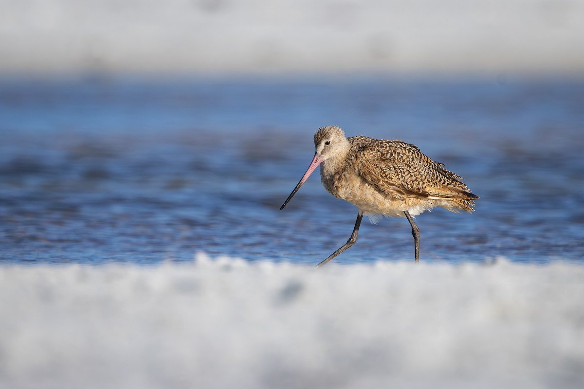 Marbled Godwit - ML642792878