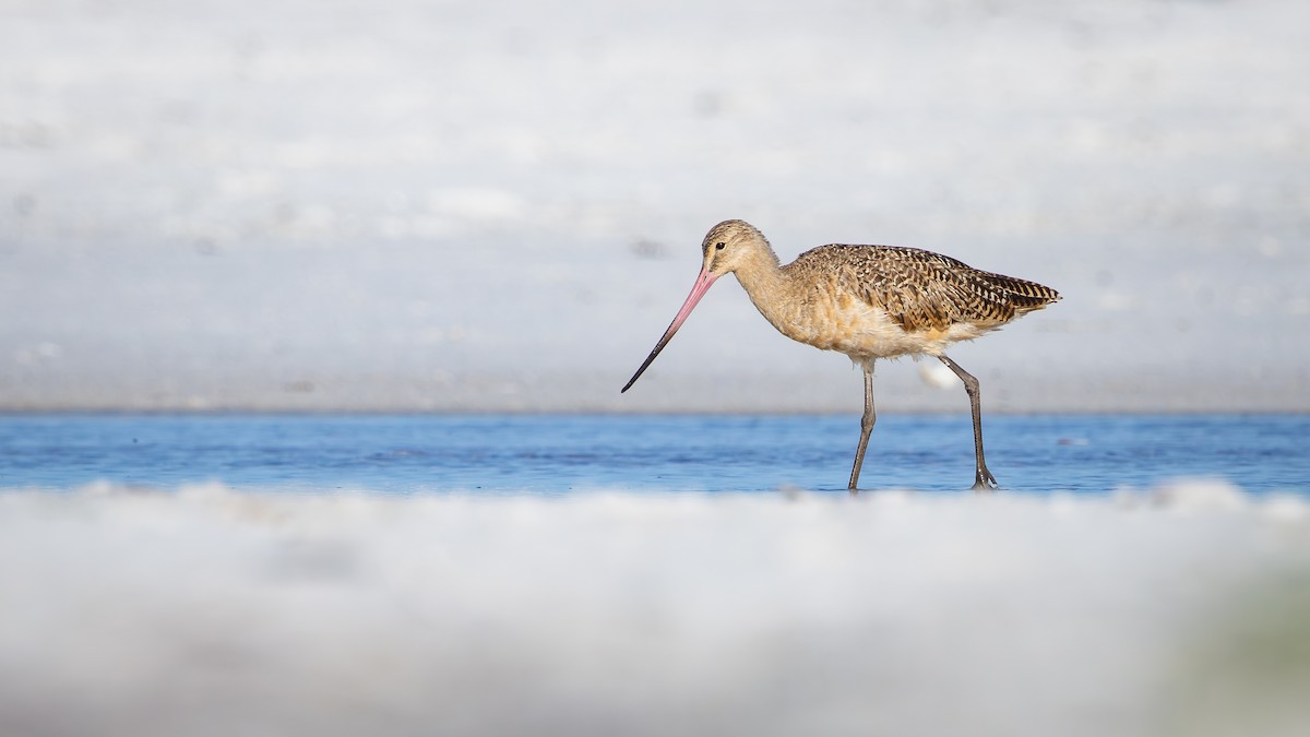 Marbled Godwit - ML642792879