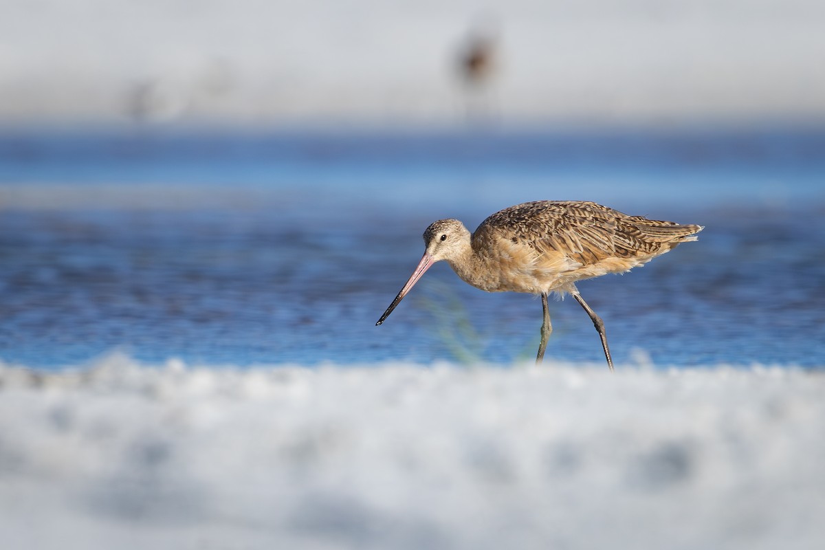 Marbled Godwit - ML642792881