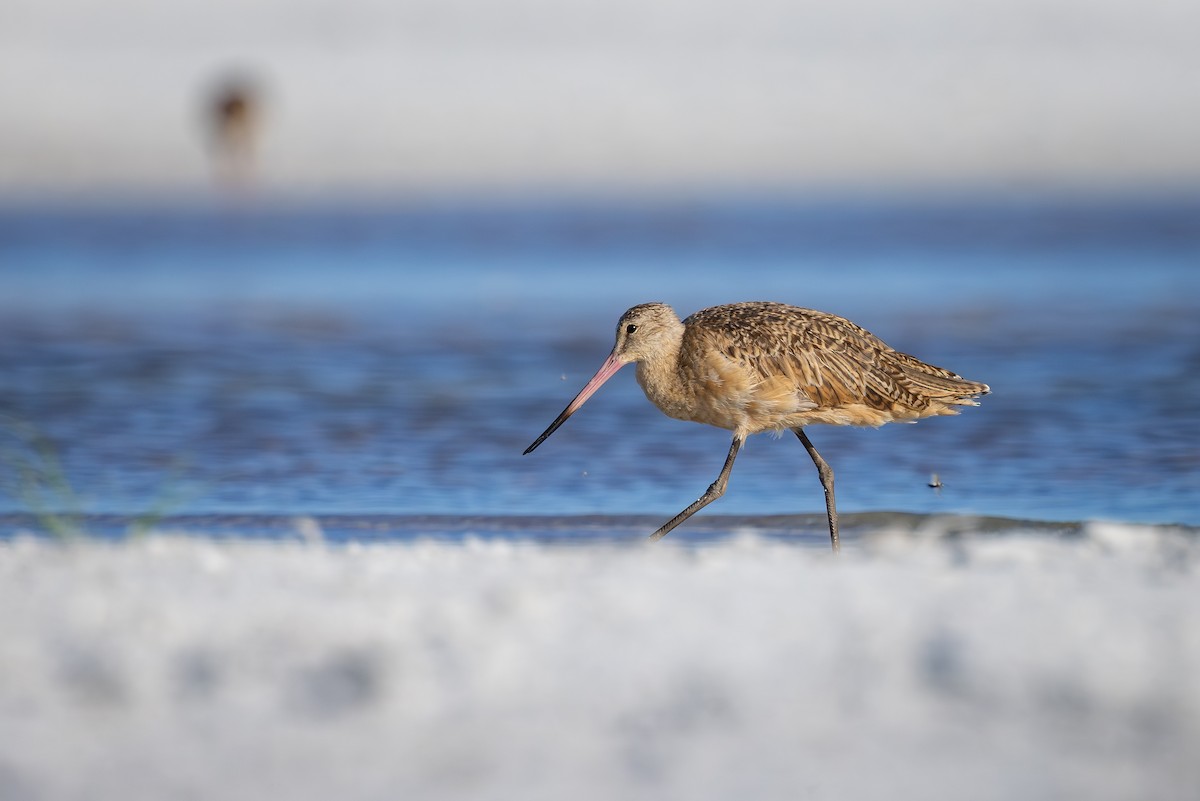 Marbled Godwit - ML642792882