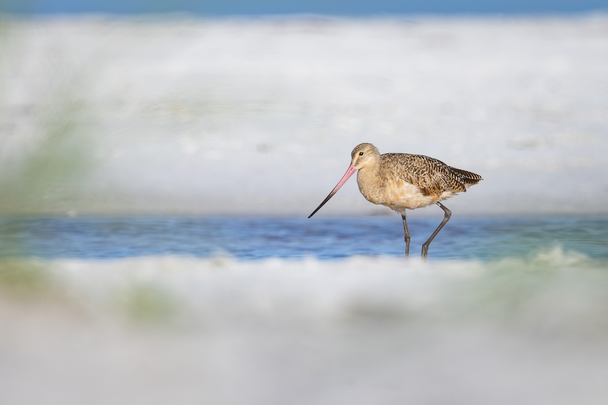Marbled Godwit - ML642792884
