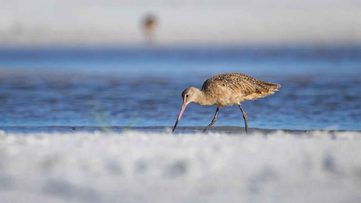 Marbled Godwit - ML642792886