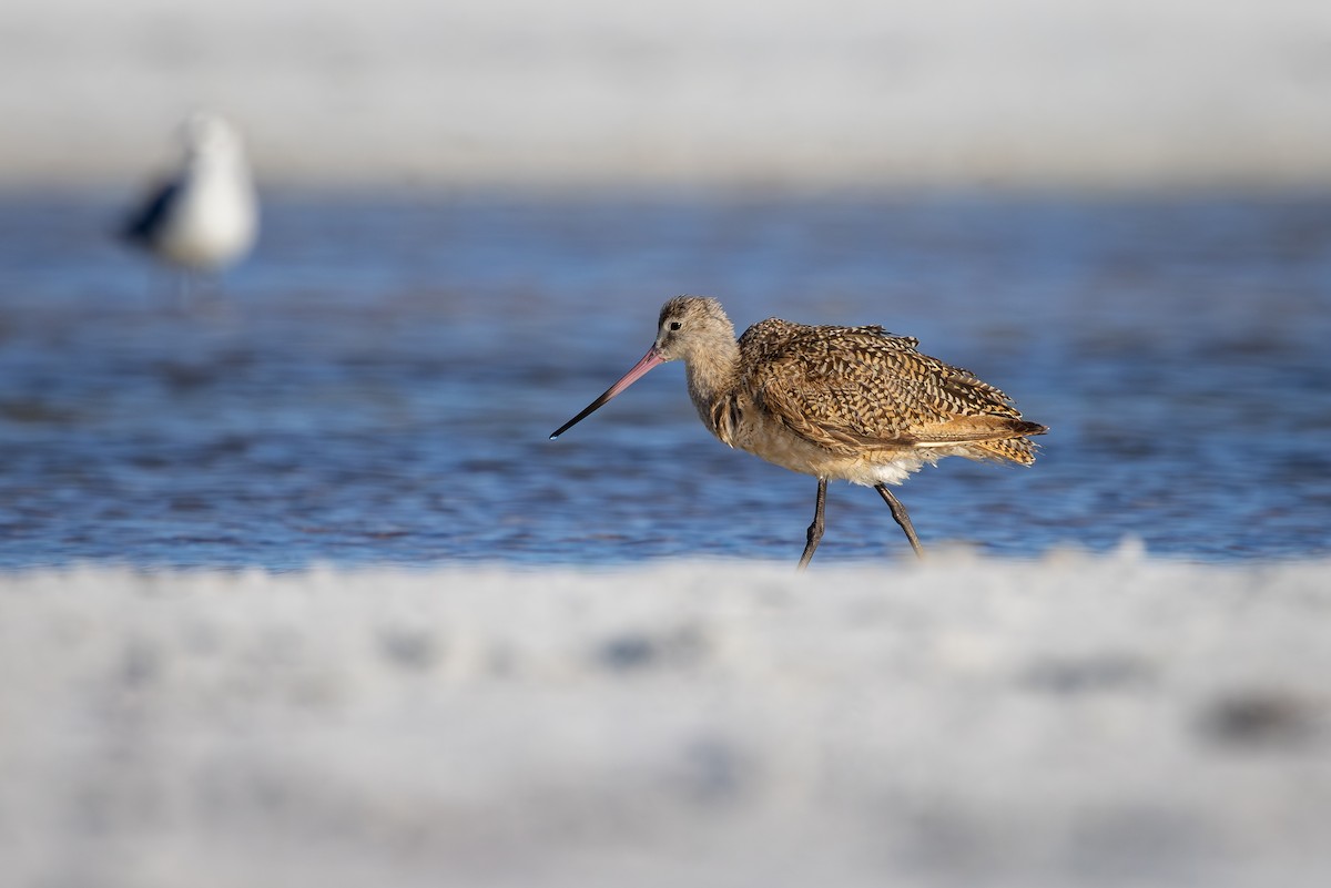 Marbled Godwit - ML642792887