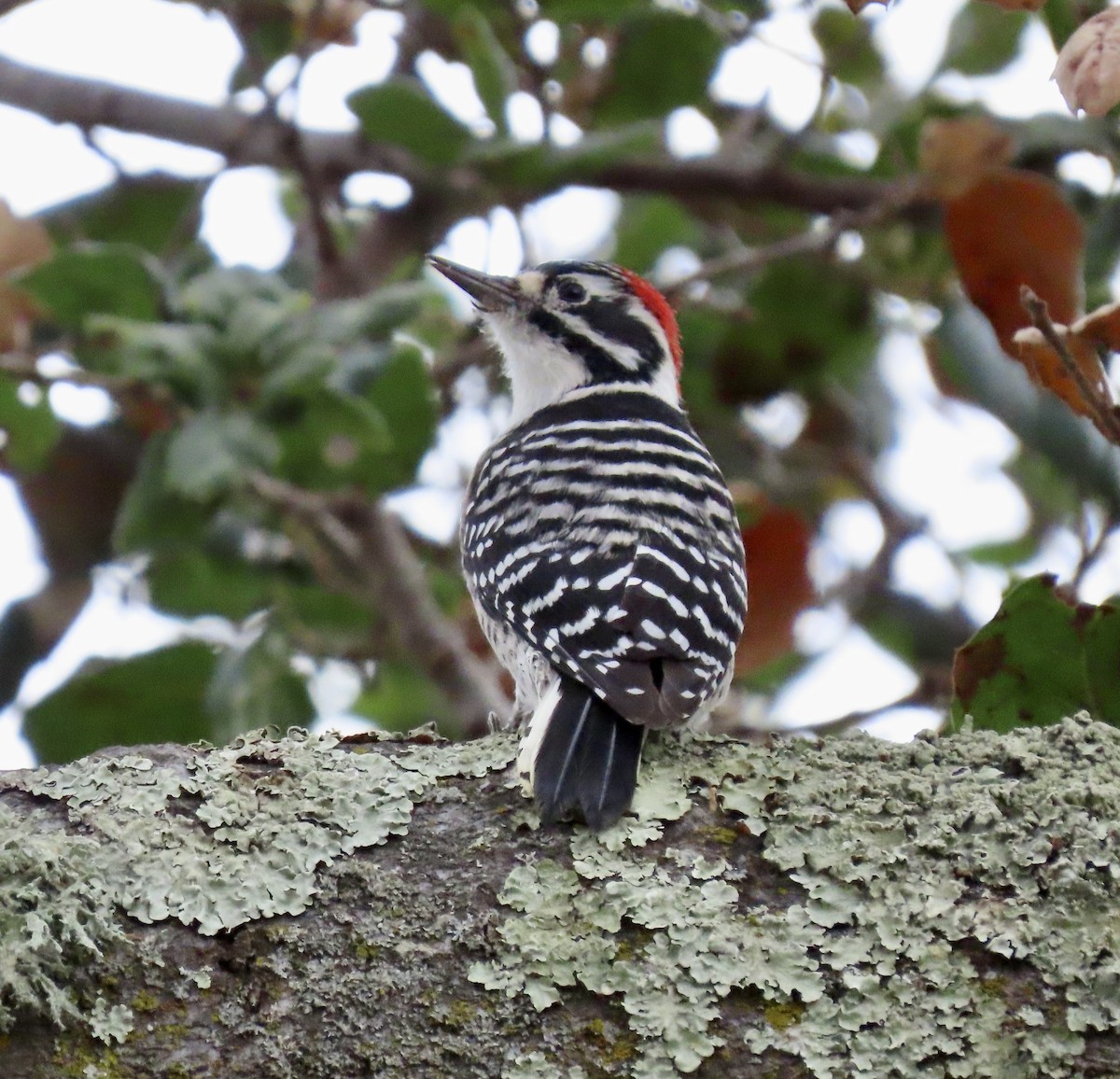 Nuttall's Woodpecker - ML642792929