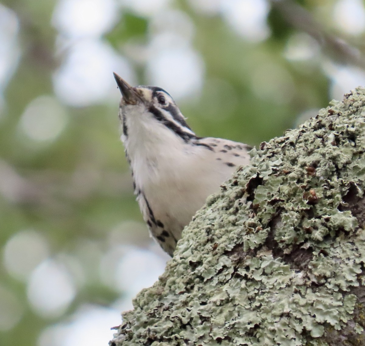 Nuttall's Woodpecker - ML642792930