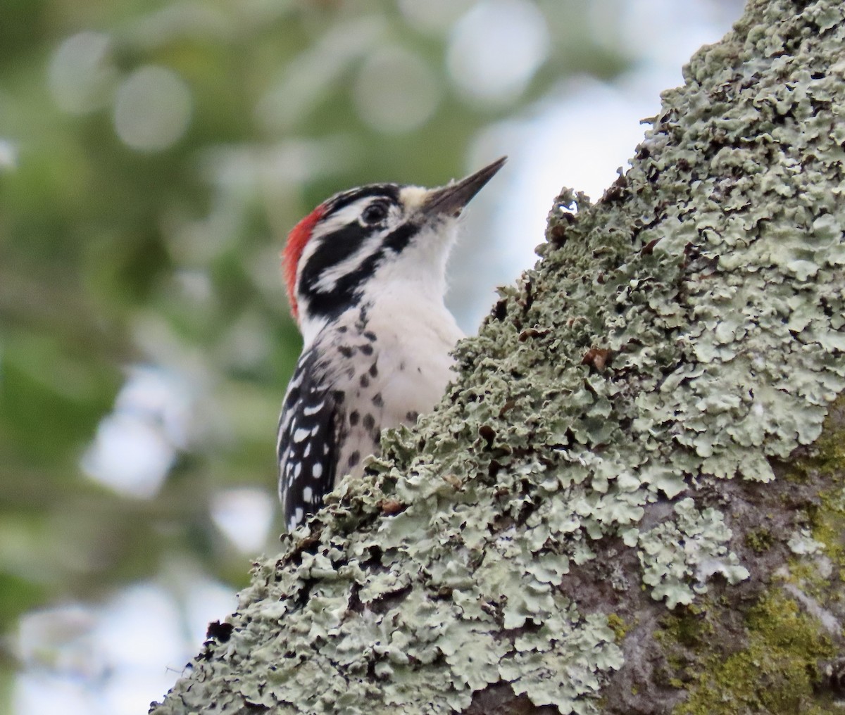 Nuttall's Woodpecker - ML642792931
