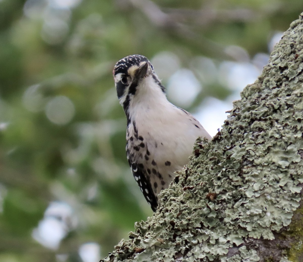 Nuttall's Woodpecker - ML642792932
