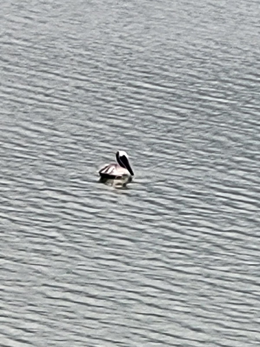 pelikán hnědý - ML642792936