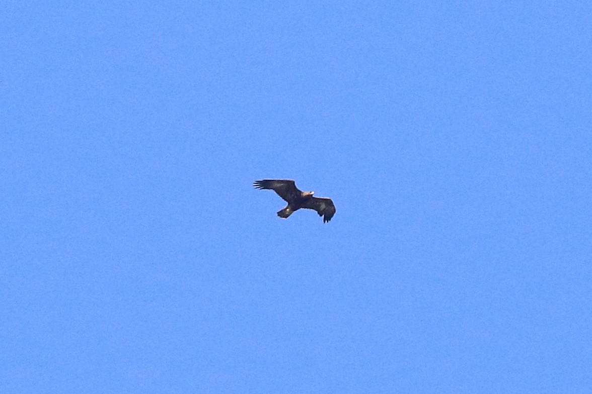 Golden Eagle - ML642792960