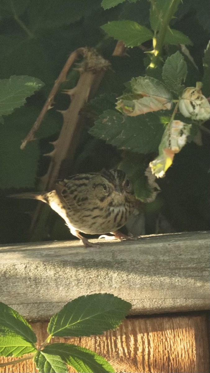 Lincoln's Sparrow - ML642793008
