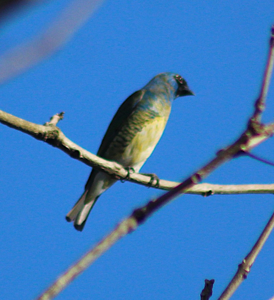Swallow Tanager - ML642793021