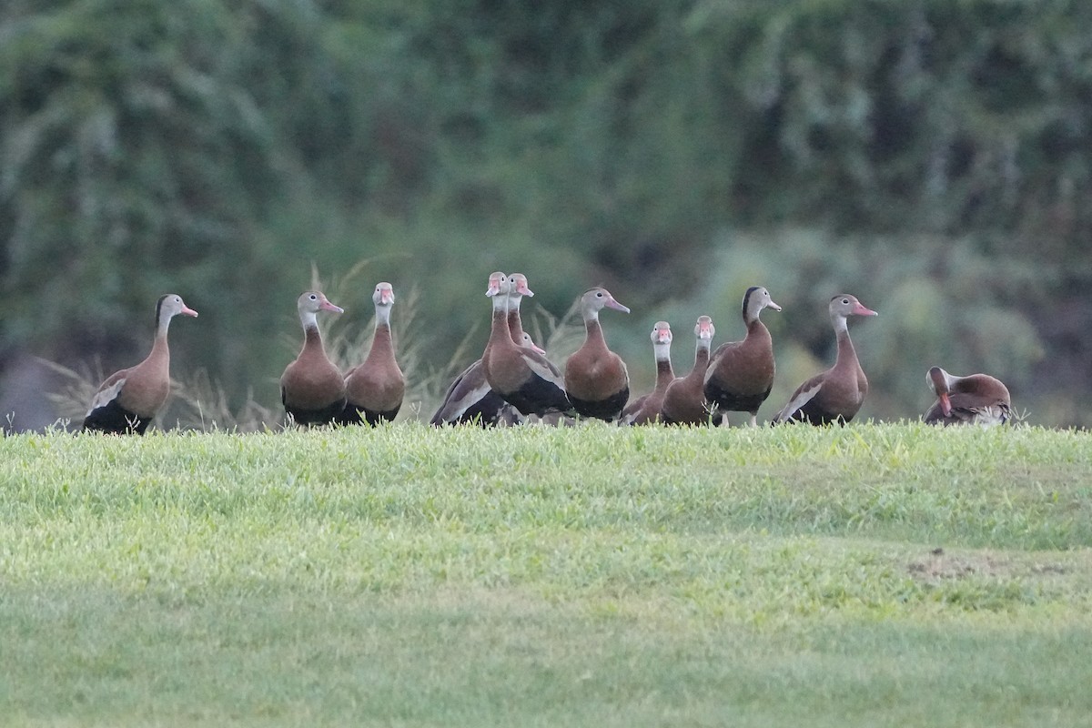 Black-bellied Whistling-Duck - ML642793025