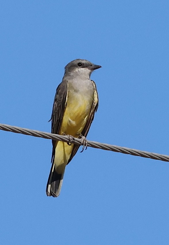 Western Kingbird - ML642793034