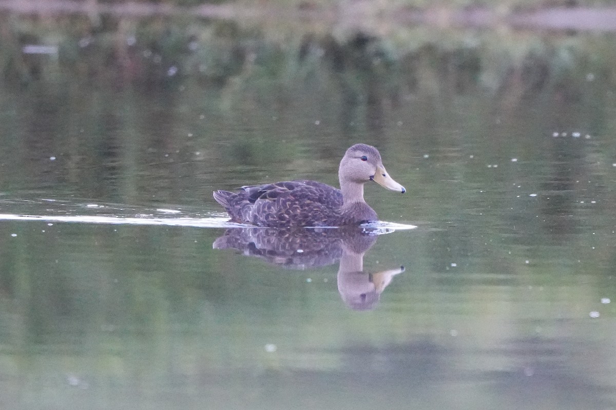 Mottled Duck - ML642793036