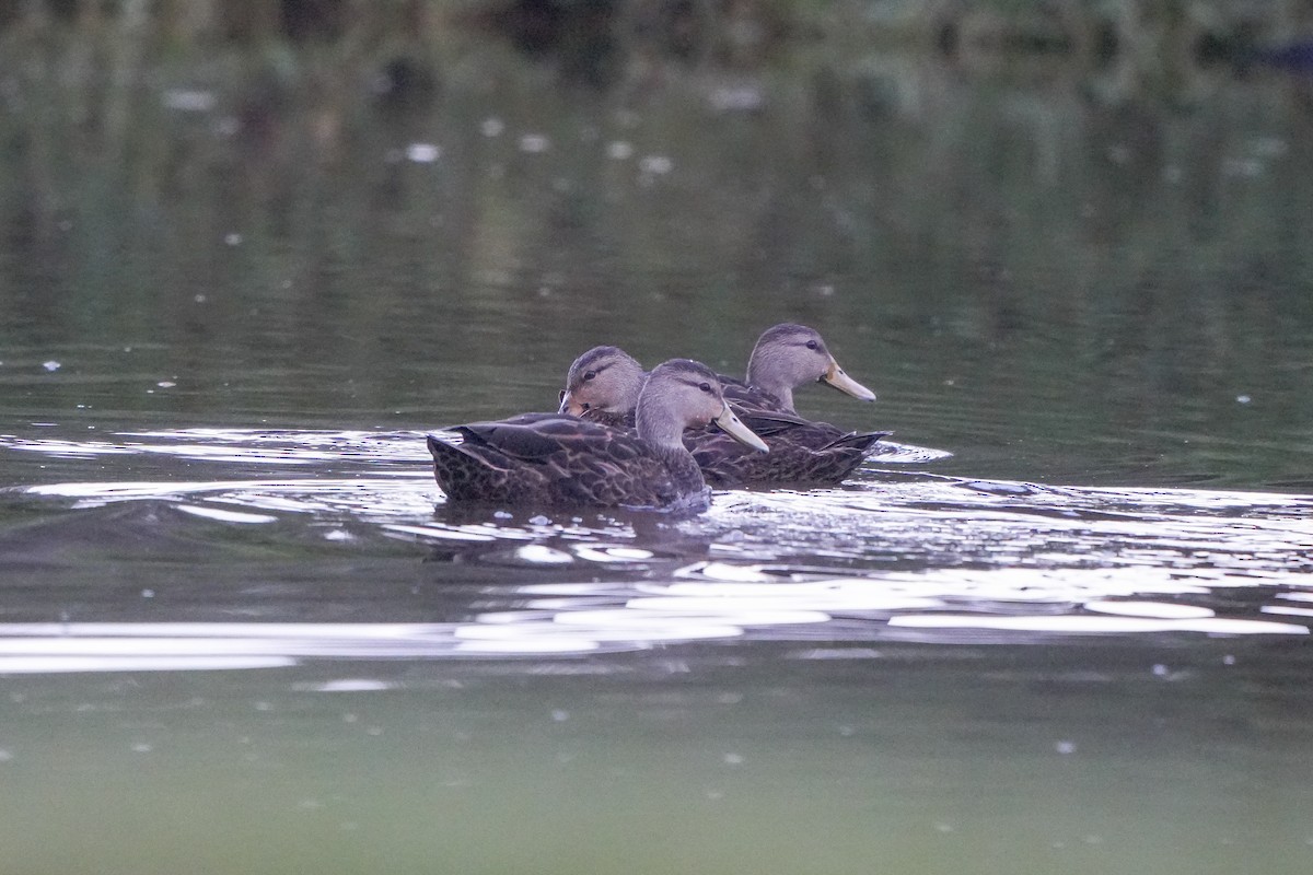 Mottled Duck - ML642793037