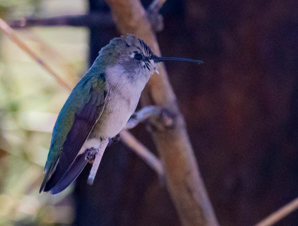 Costa's Hummingbird - ML642793068