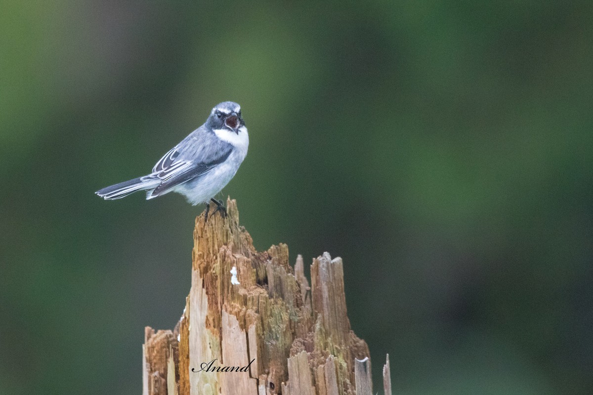 Gray Bushchat - ML642793077