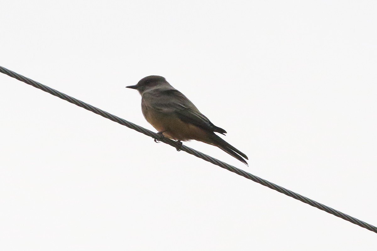 Say's Phoebe - ML642793078