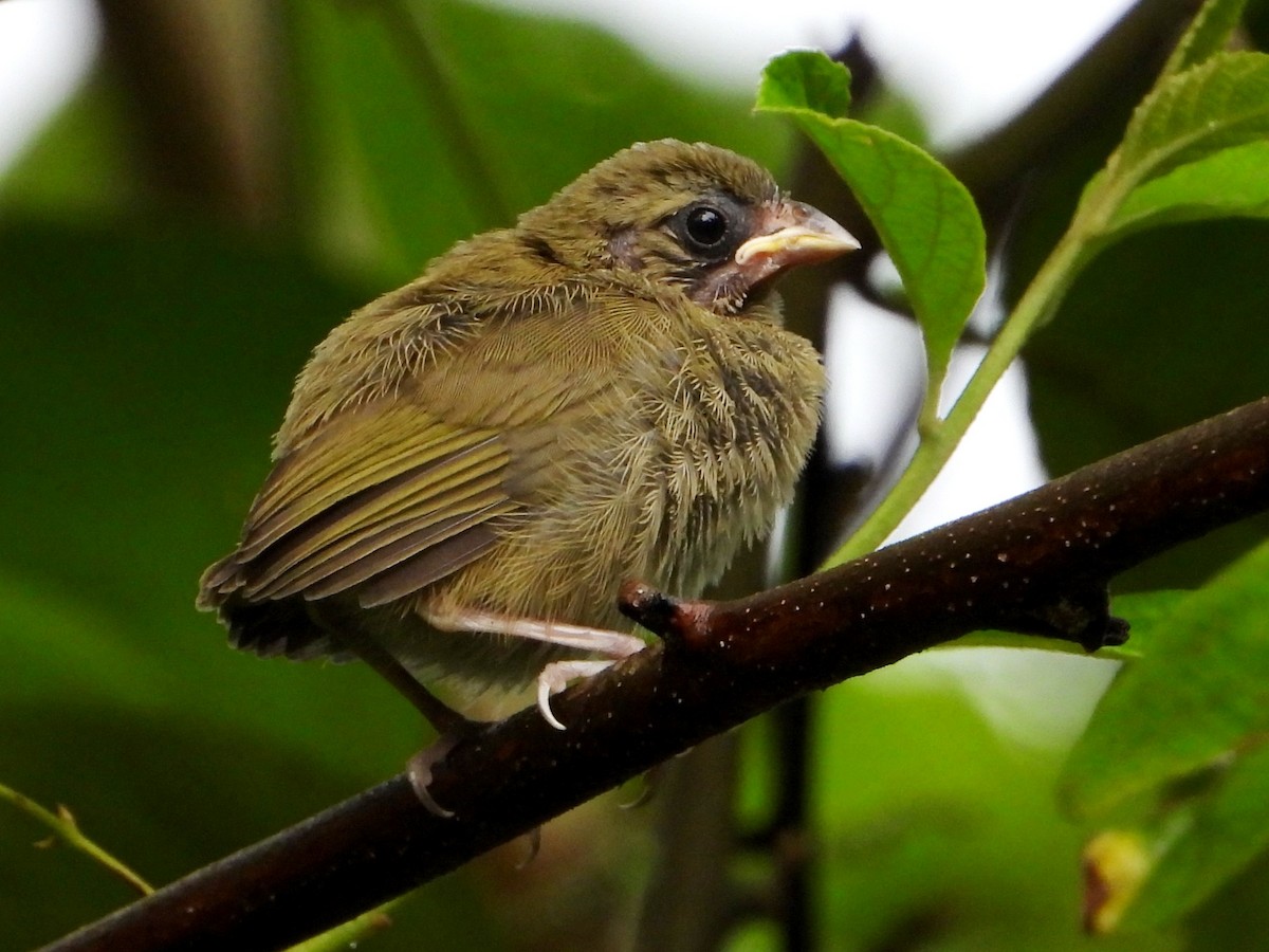 Yellow-faced Grassquit - ML642793083