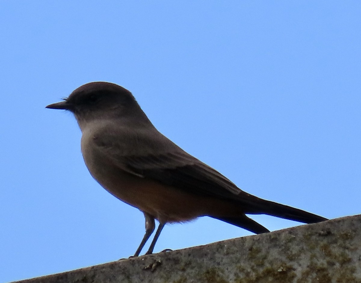 Say's Phoebe - ML642793084