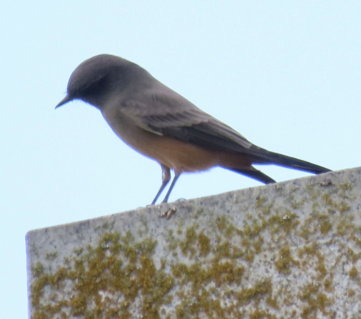 Say's Phoebe - ML642793085