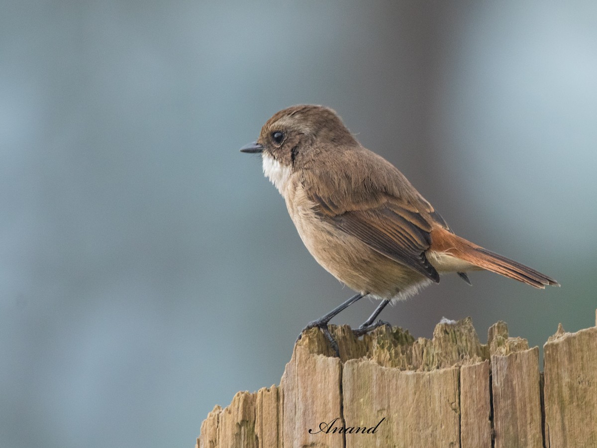 Gray Bushchat - ML642793087