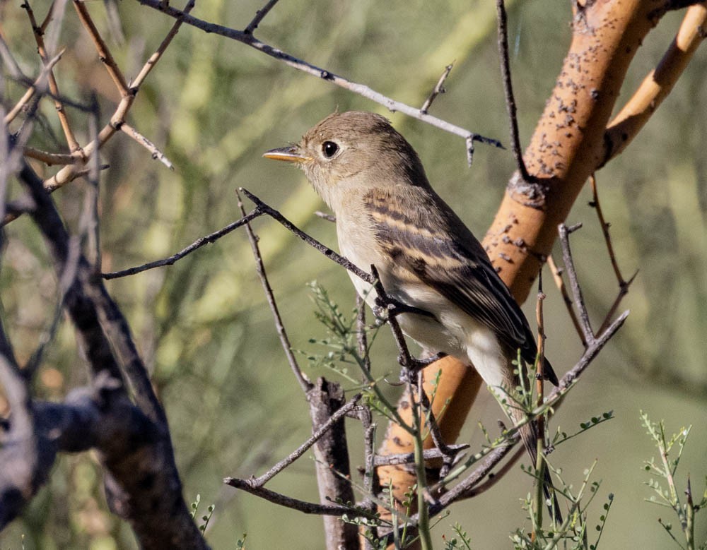 Western Flycatcher - ML642793094