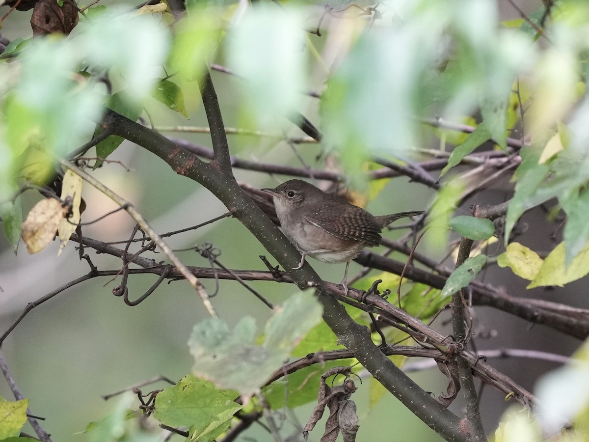 Northern House Wren - ML642793122