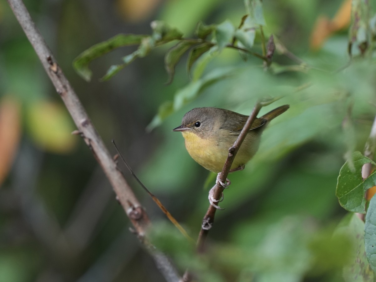 Common Yellowthroat - ML642793134