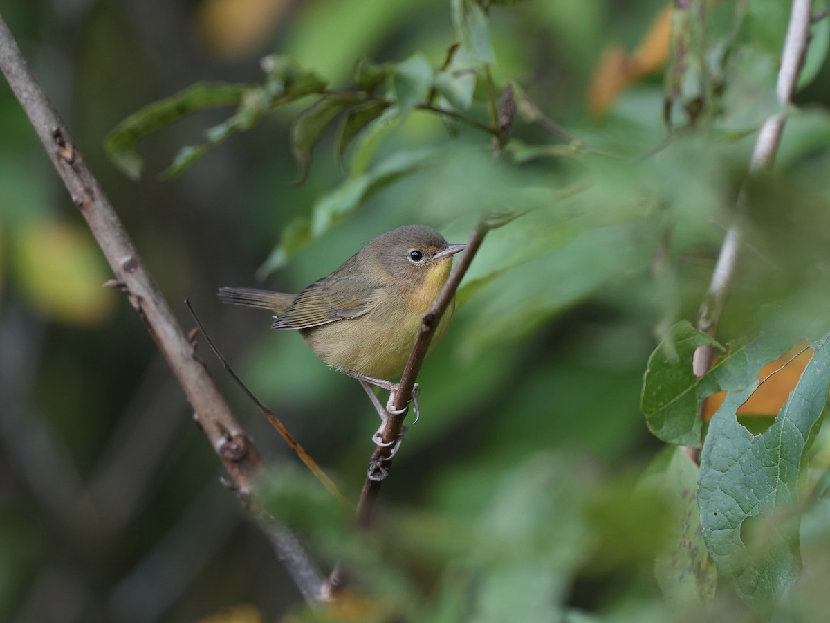 Common Yellowthroat - ML642793135