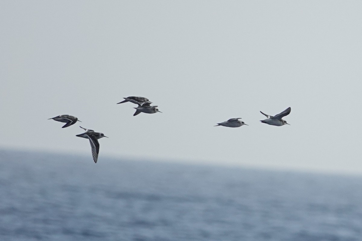Red-necked Phalarope - ML642793140