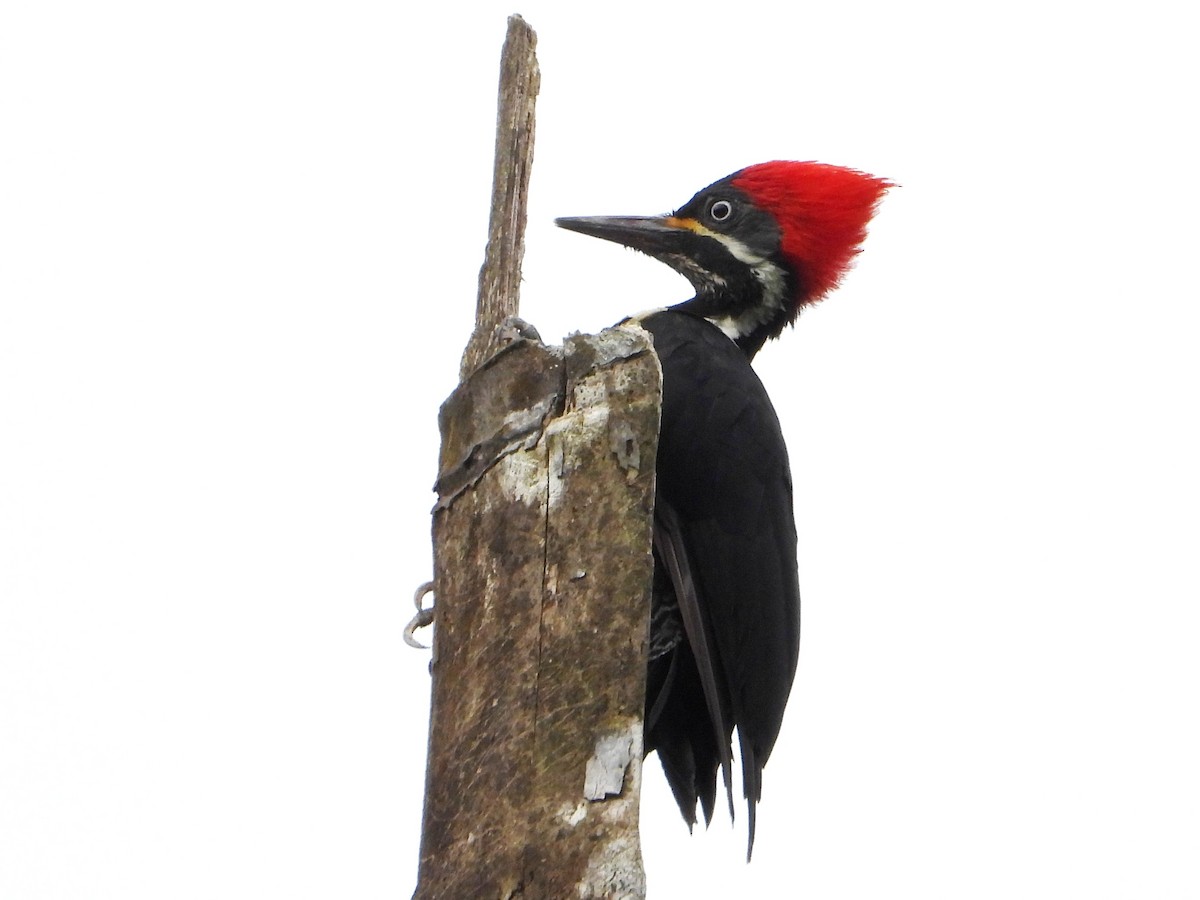 Lineated Woodpecker - ML642793146