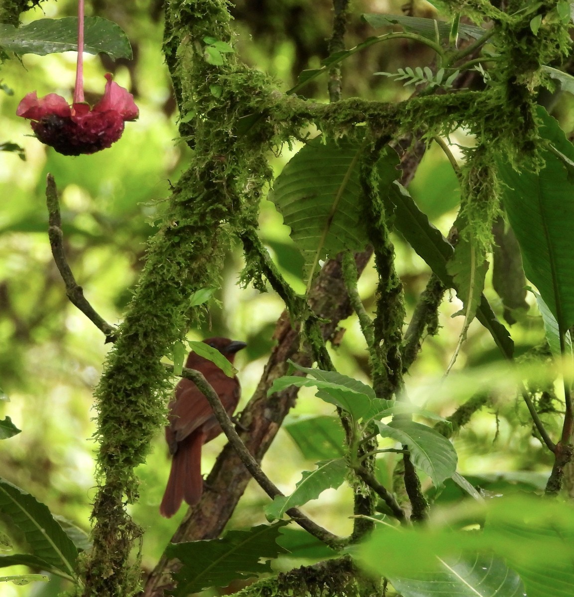 Red-crowned Ant-Tanager - ML642793166