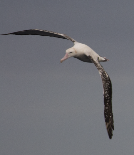 Snowy/Tristan/Antipodean Albatross - ML642793173