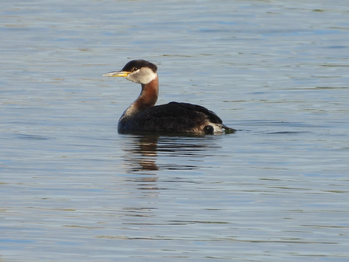 Red-necked Grebe - ML642793189