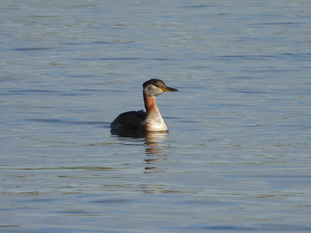 Red-necked Grebe - ML642793195