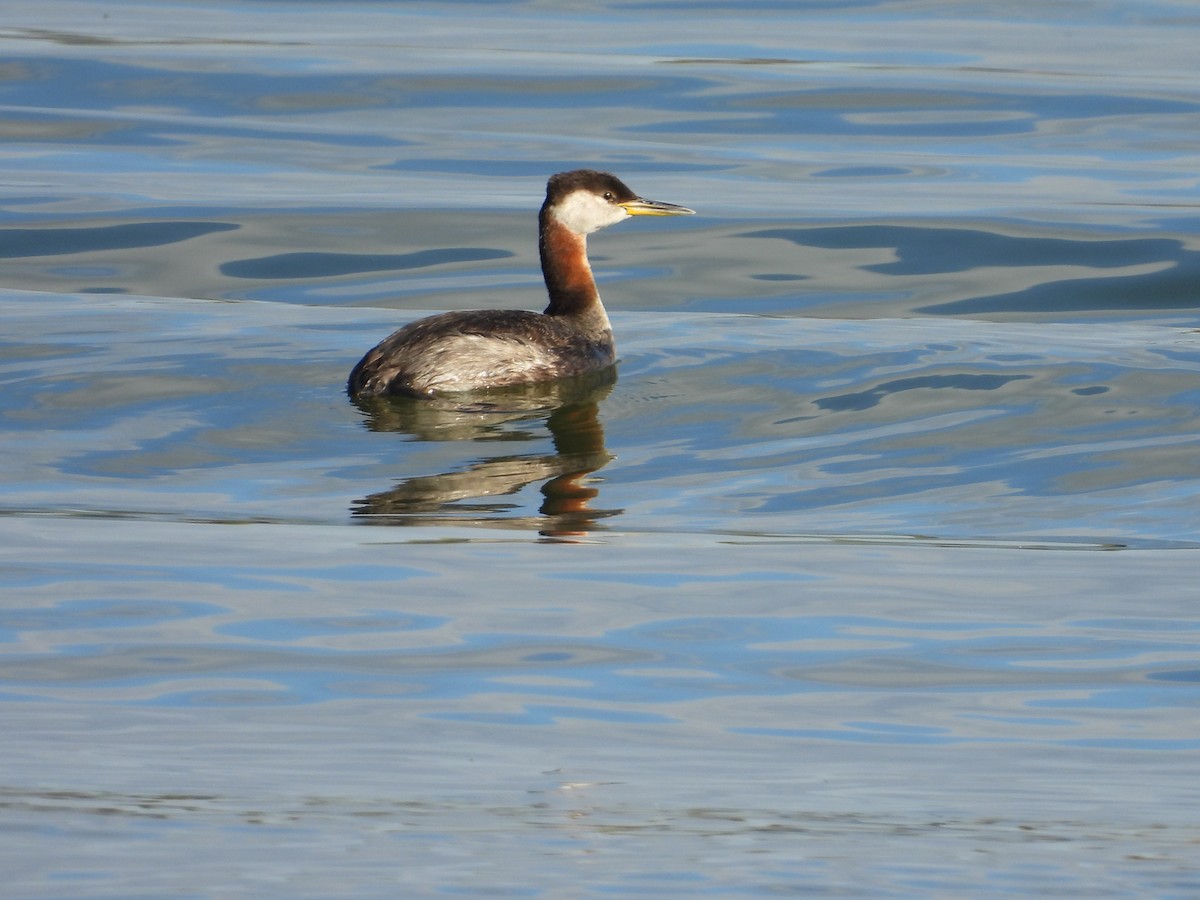 Red-necked Grebe - ML642793202