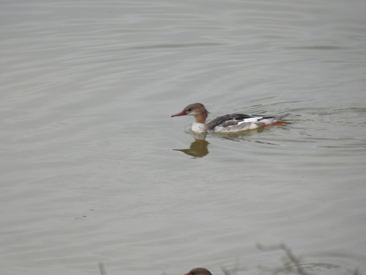 Сэвгэр бохио - ML642793203