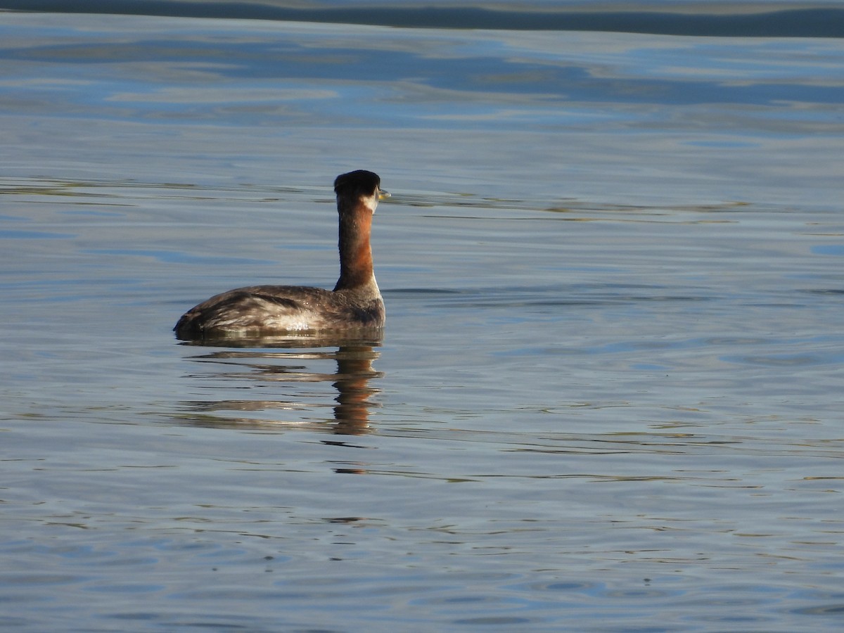 Red-necked Grebe - ML642793205