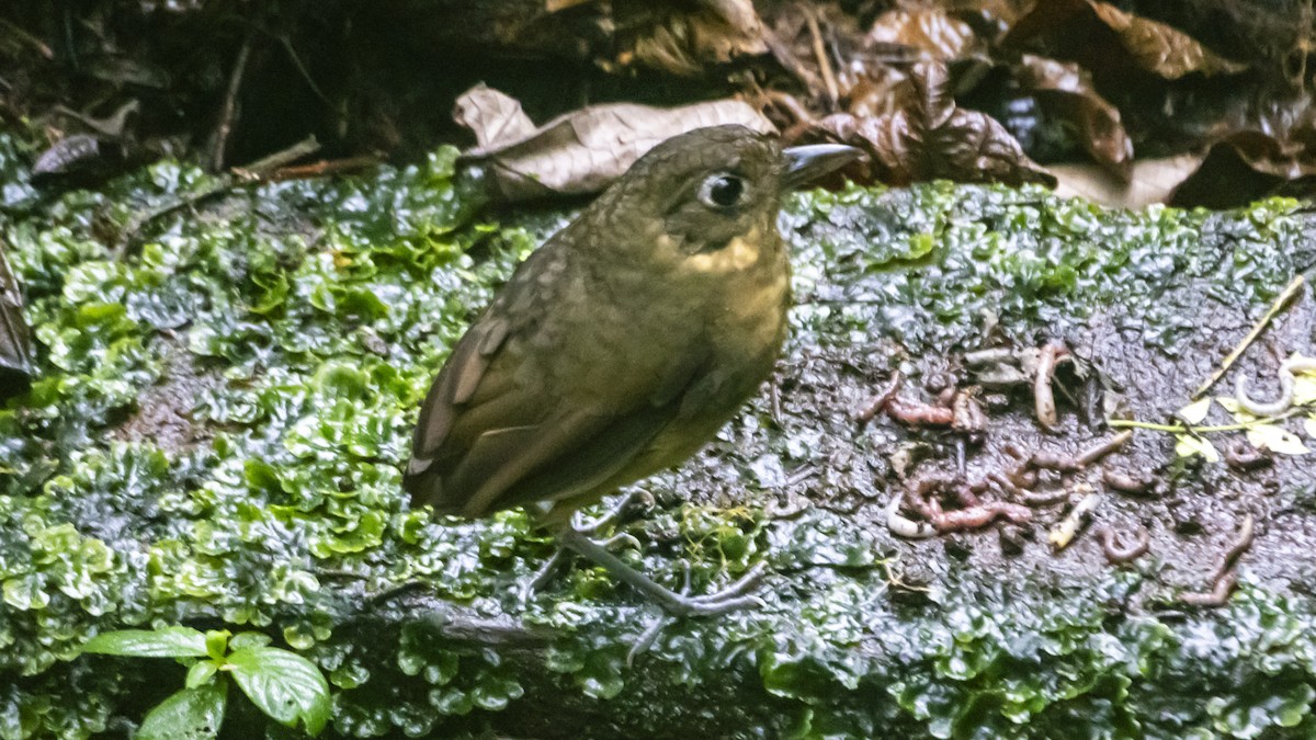 Ockerbart-Ameisenpitta - ML642793232