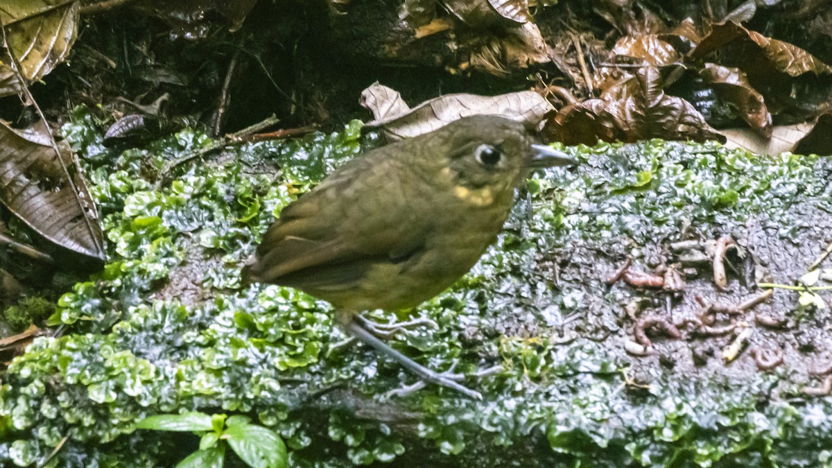 Ockerbart-Ameisenpitta - ML642793233