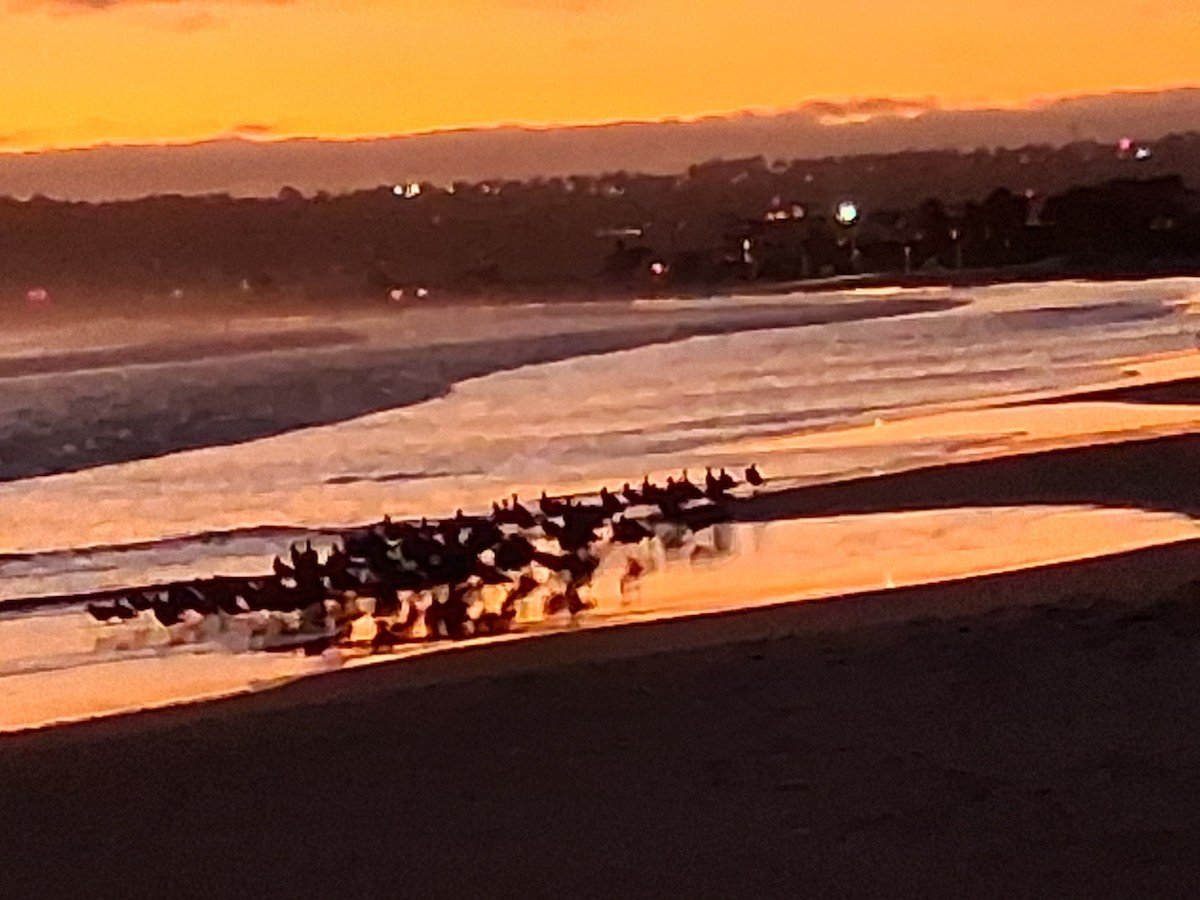 Marbled Godwit - ML642793234