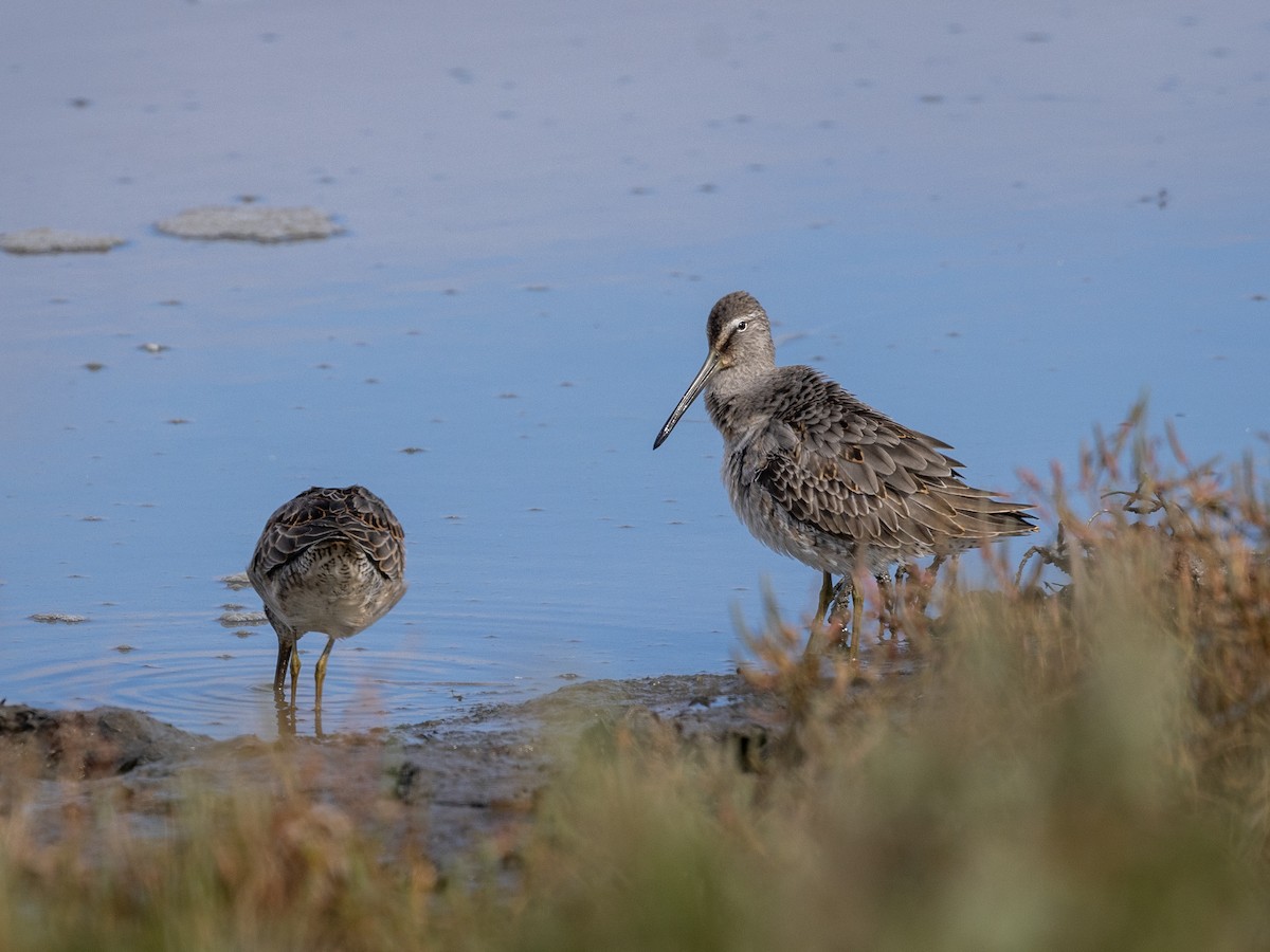 Short-billed/Long-billed Dowitcher - ML642793236