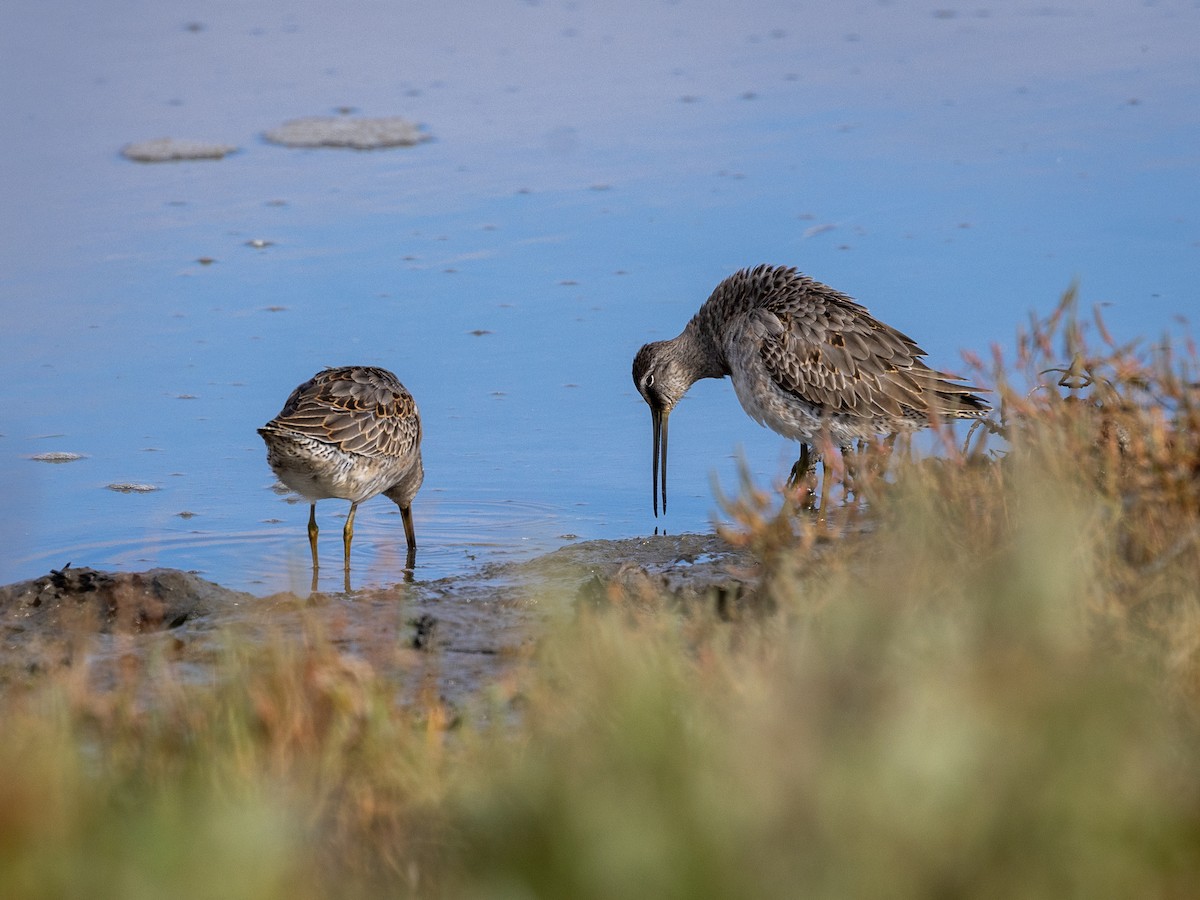 Short-billed/Long-billed Dowitcher - ML642793237